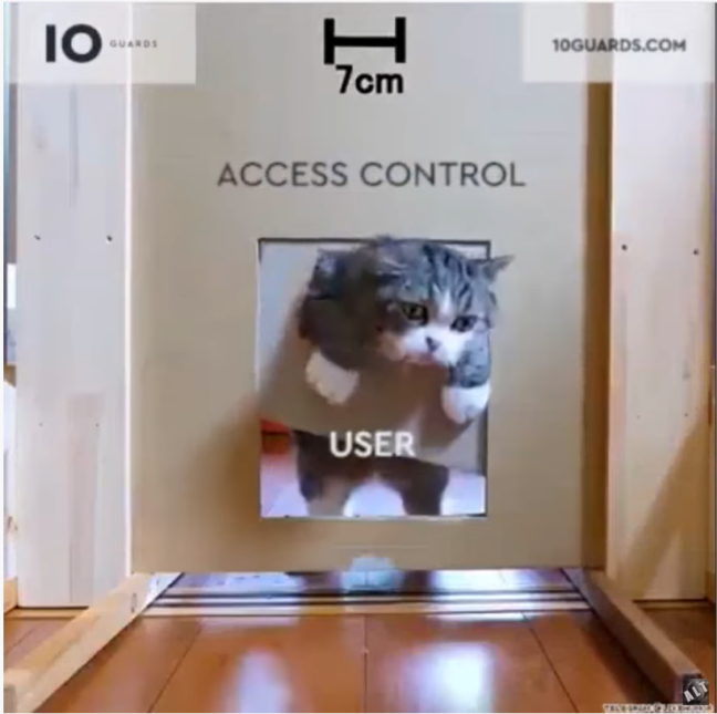 Katzenvideos, die abstrakte Inhalte bildhaft und mit einem Augenzwinkern darstellen.